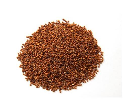 菟絲子(南方菟絲子) CUSCUTAE SEMEN