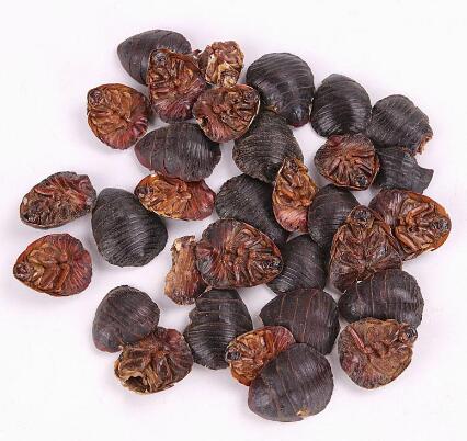 土鱉蟲(地鱉) EUPOLYPHAGA STELEOPHAGA