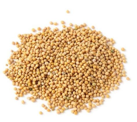 芥子(黃芥子) SINAPIS SEMEN